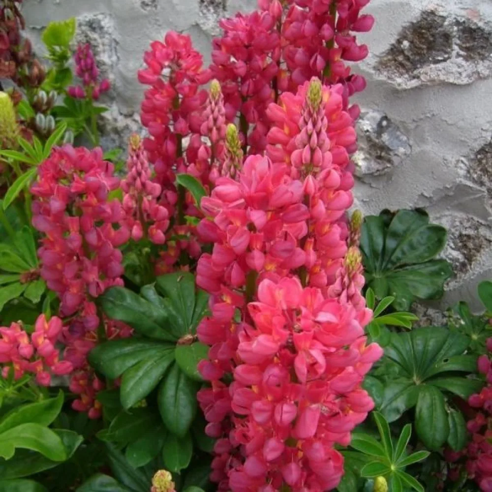 Lupin 'My Castle' scharlakansröd