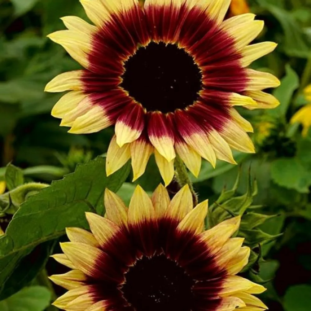 Solros 'Floren'