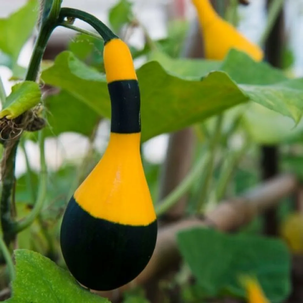 Pumpa 'Koshare Yellow'