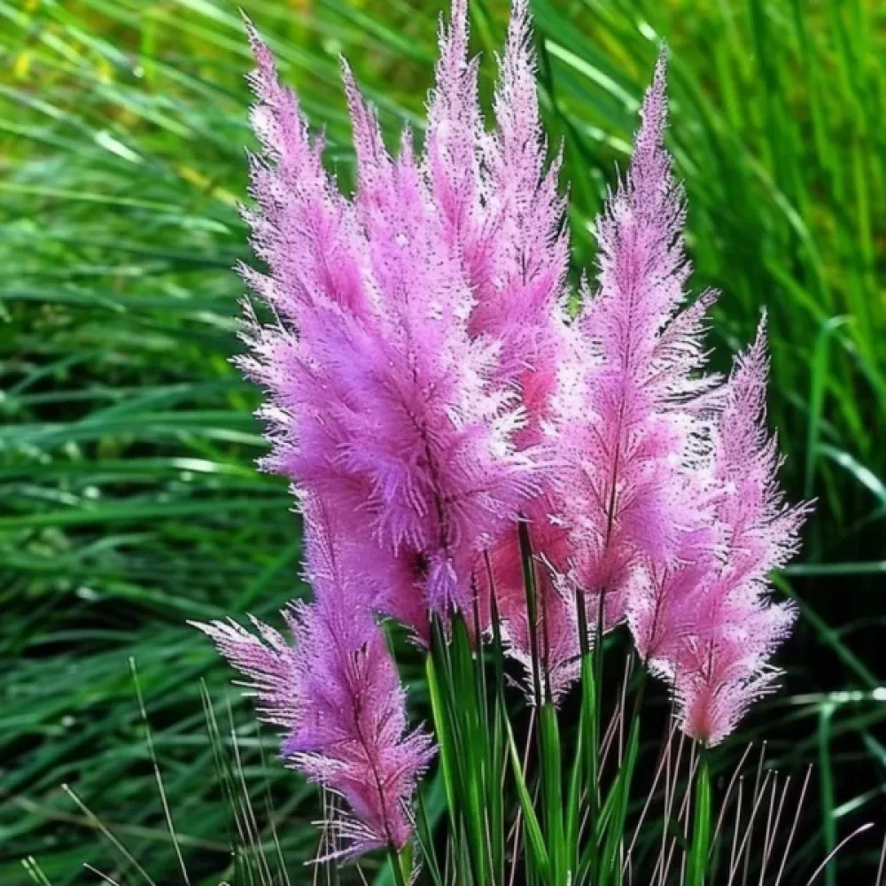 Pampasgräs 'Pampas Plume' rosa