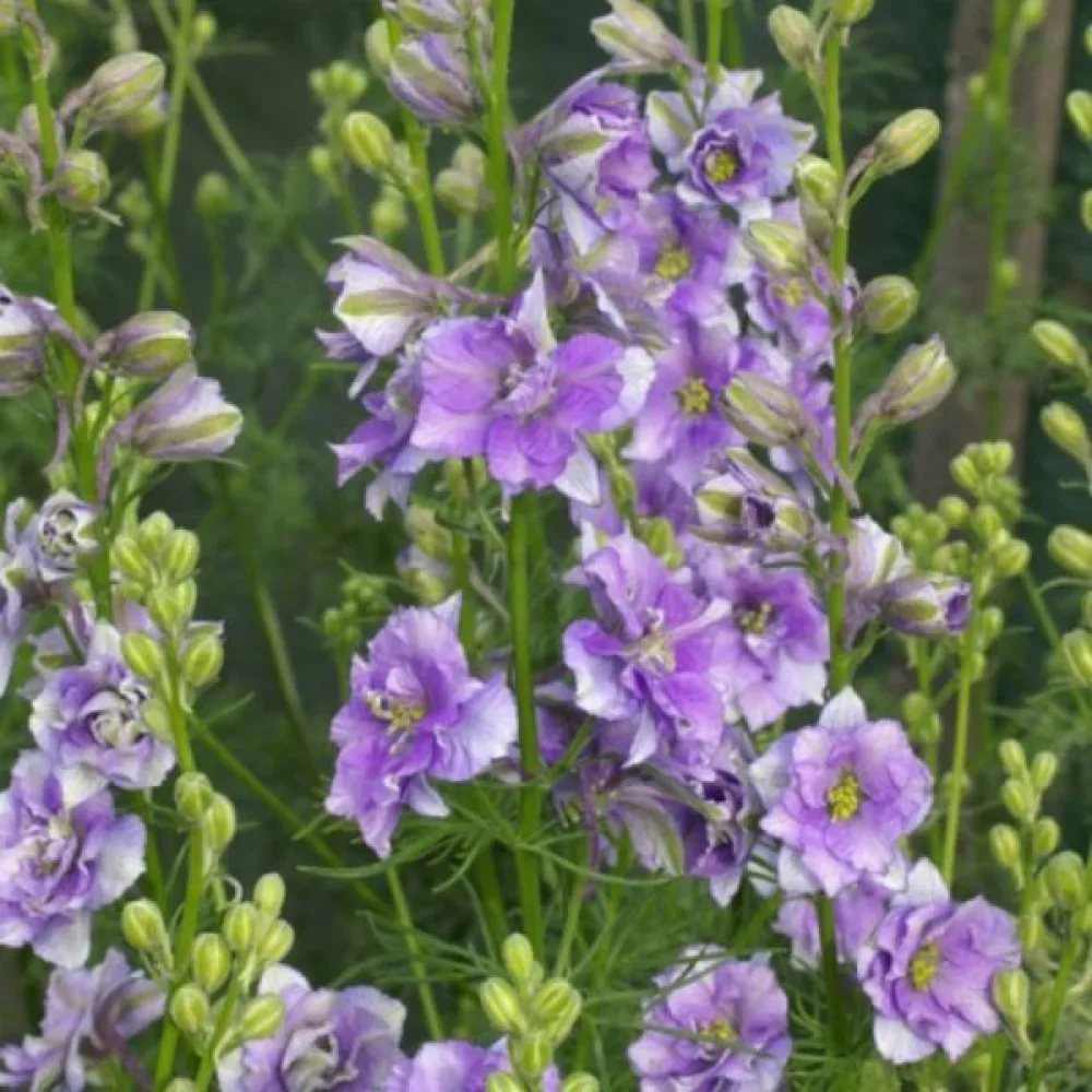 Sommarriddarsporre 'Lilac Spire' – lila