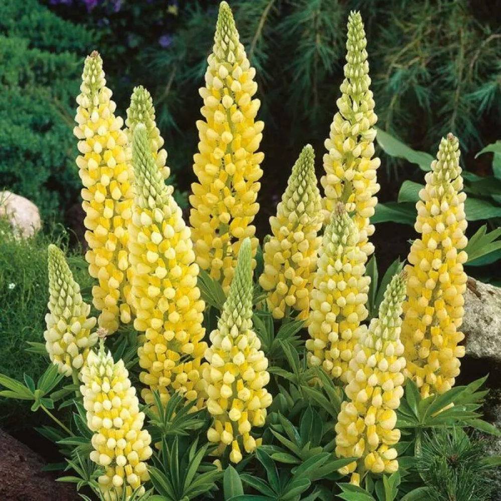 Blomsterlupin Lupinus polyphyllus, gul