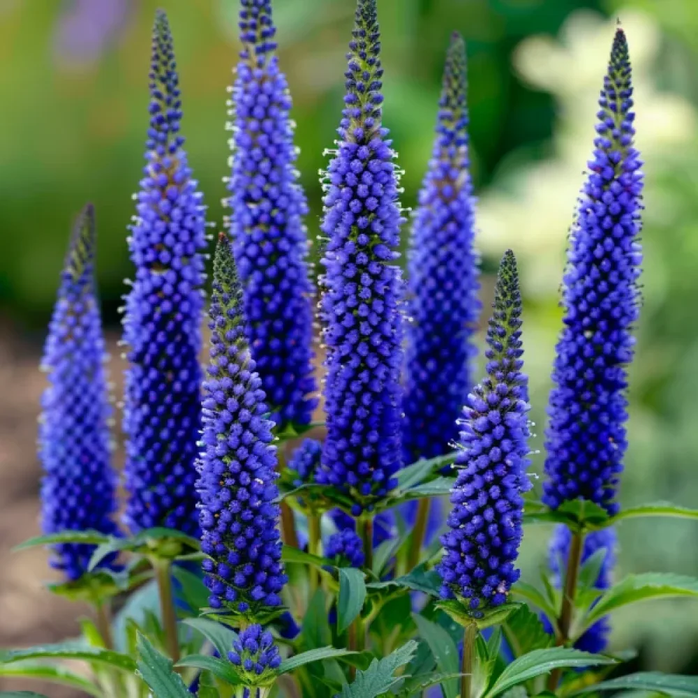 Axveronika 'Blue Shades'