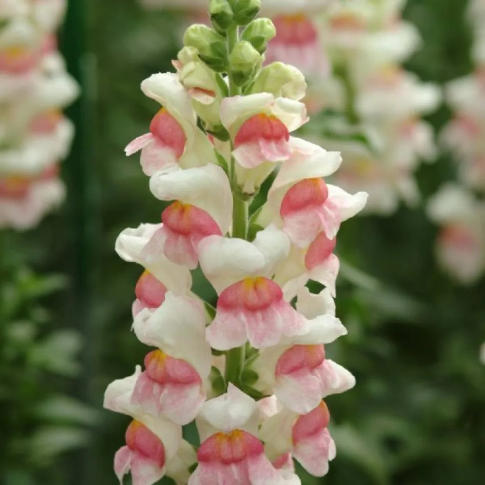 Lejongap 'Appleblossom'