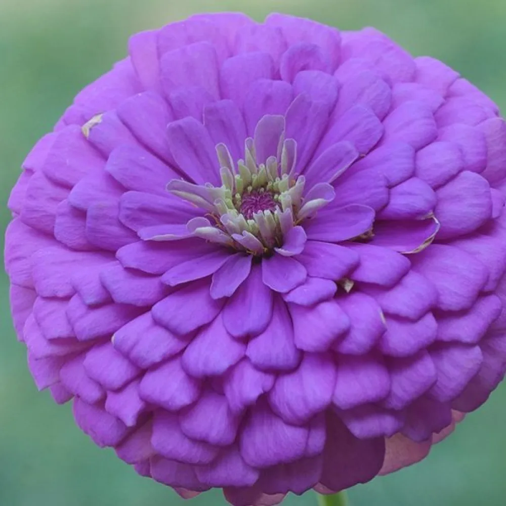Zinnia 'Super Yoga Purple'