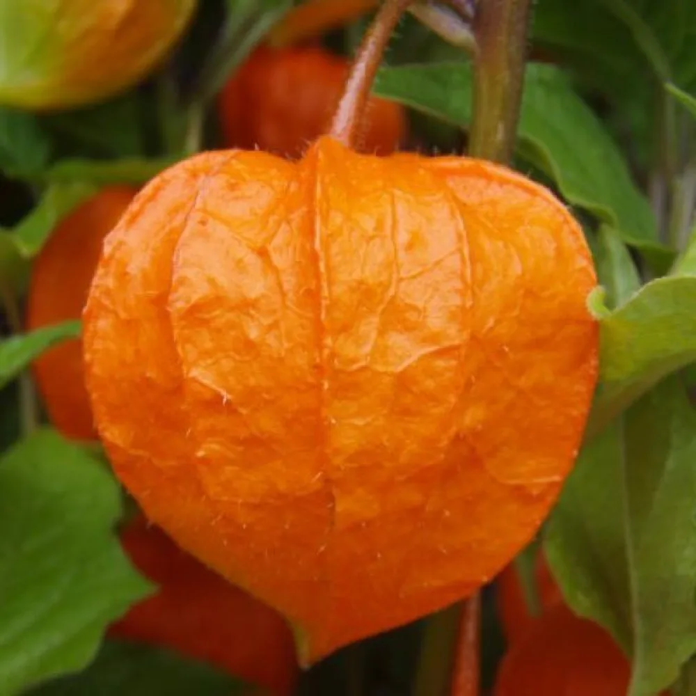 Judekörs, orange