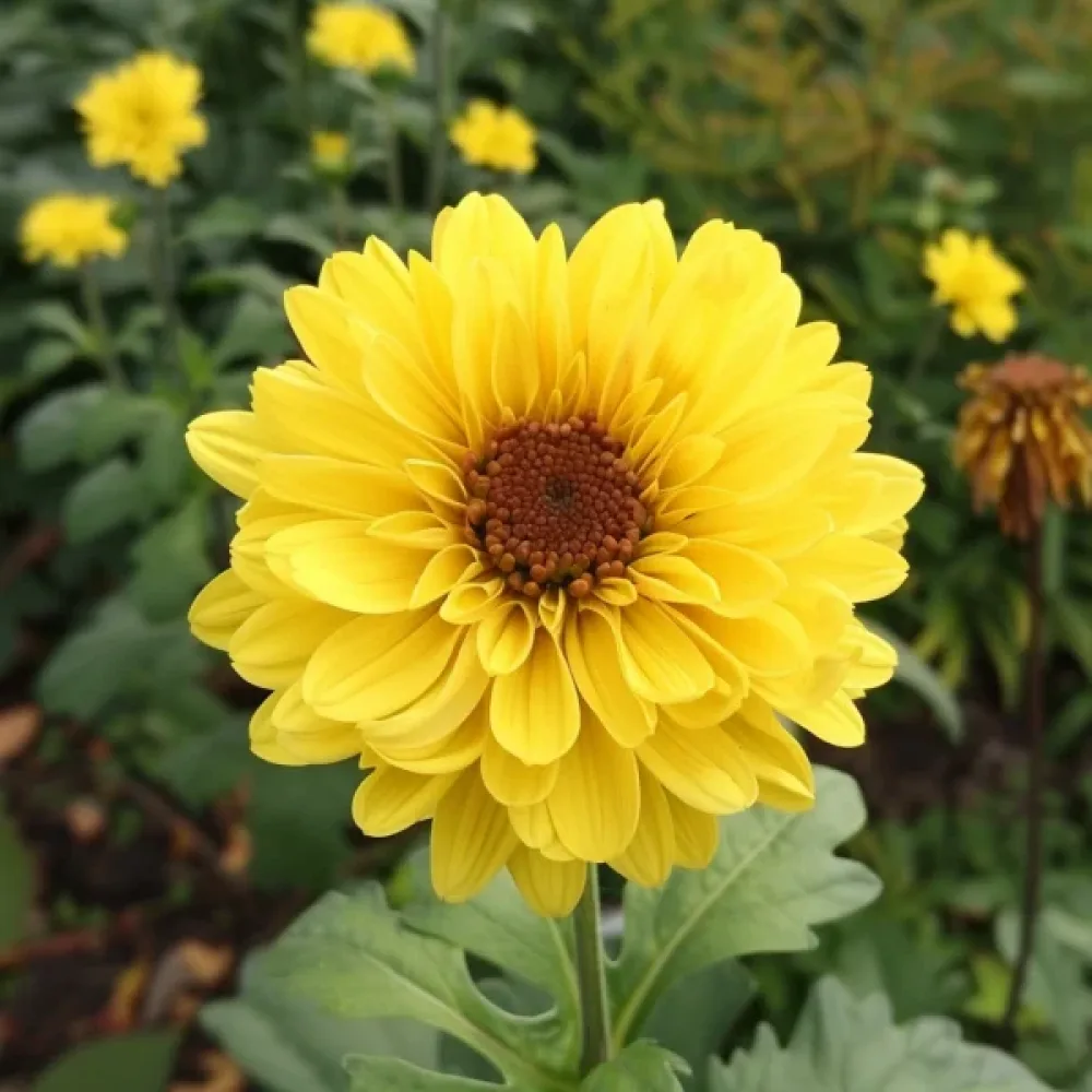 Krysantemum 'El Dorado', gul