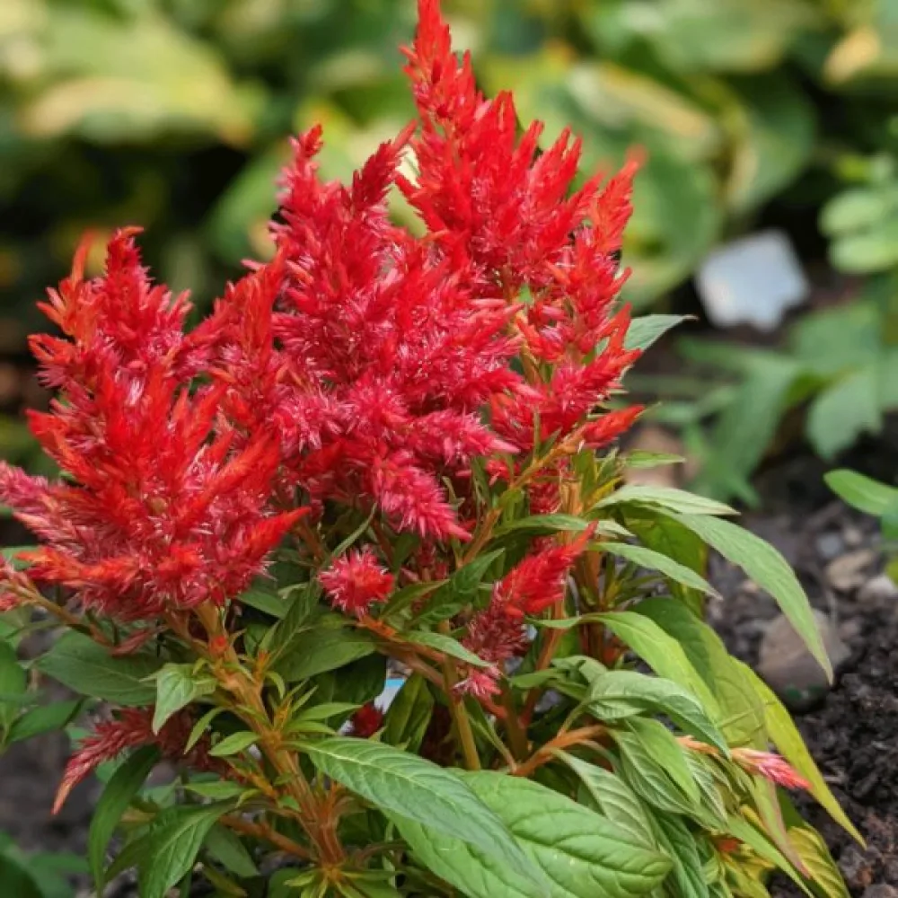 Plymcelosia 'Scarlet Plume', röd med ljusgröna blad