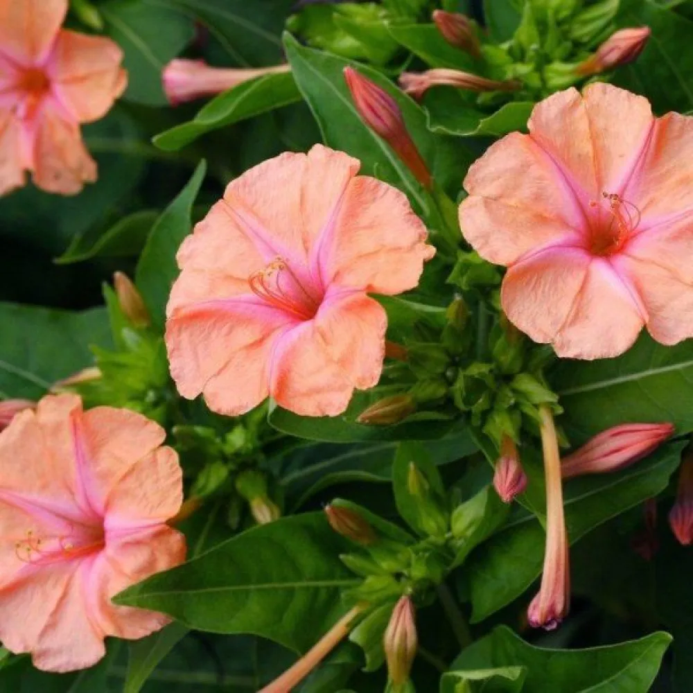 Underblomma – laxrosa
