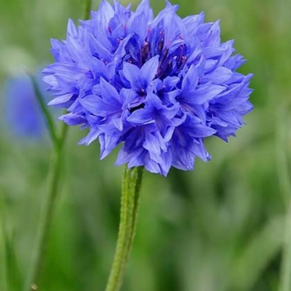 Blåklint 'Blue Diadem', blå