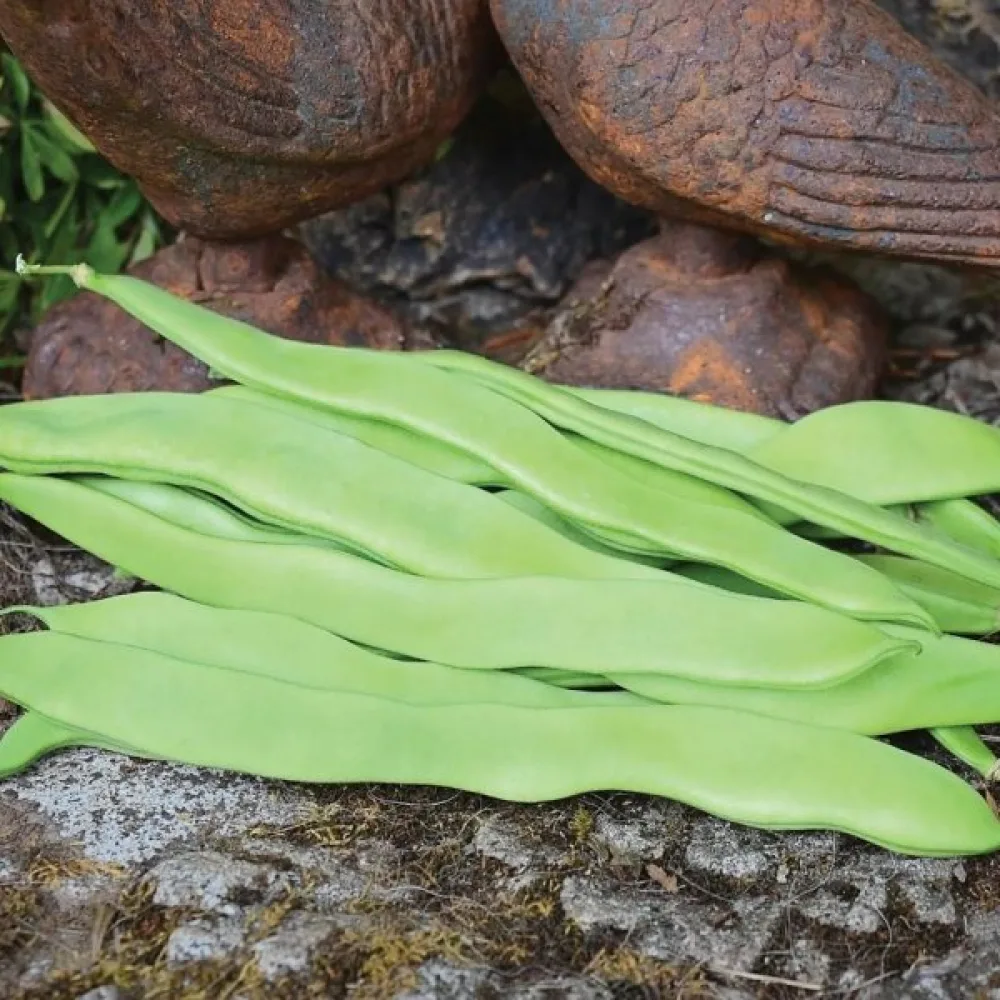 Störböna 'Hilda'