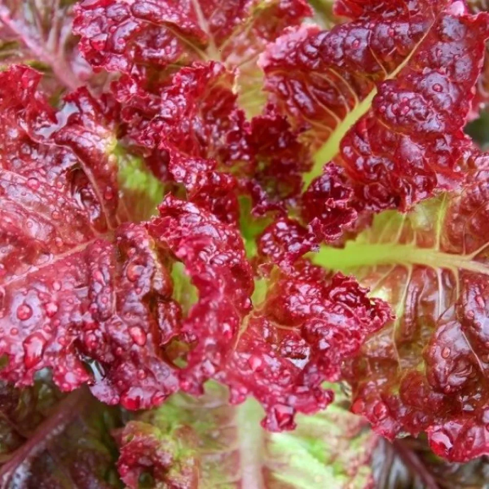 Sallad 'Apache'