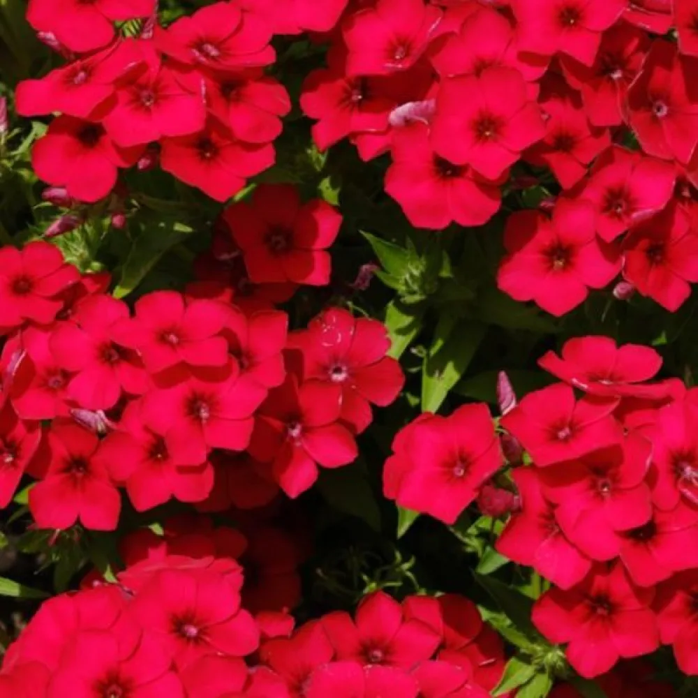 Sommarflox 'Beauty Scarlet'