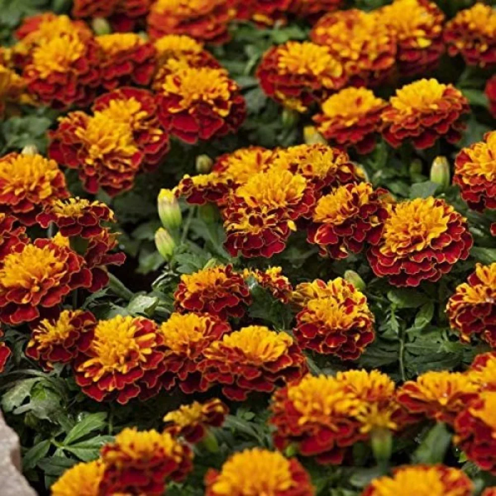 Fransk tagetes 'Petite Harmony'