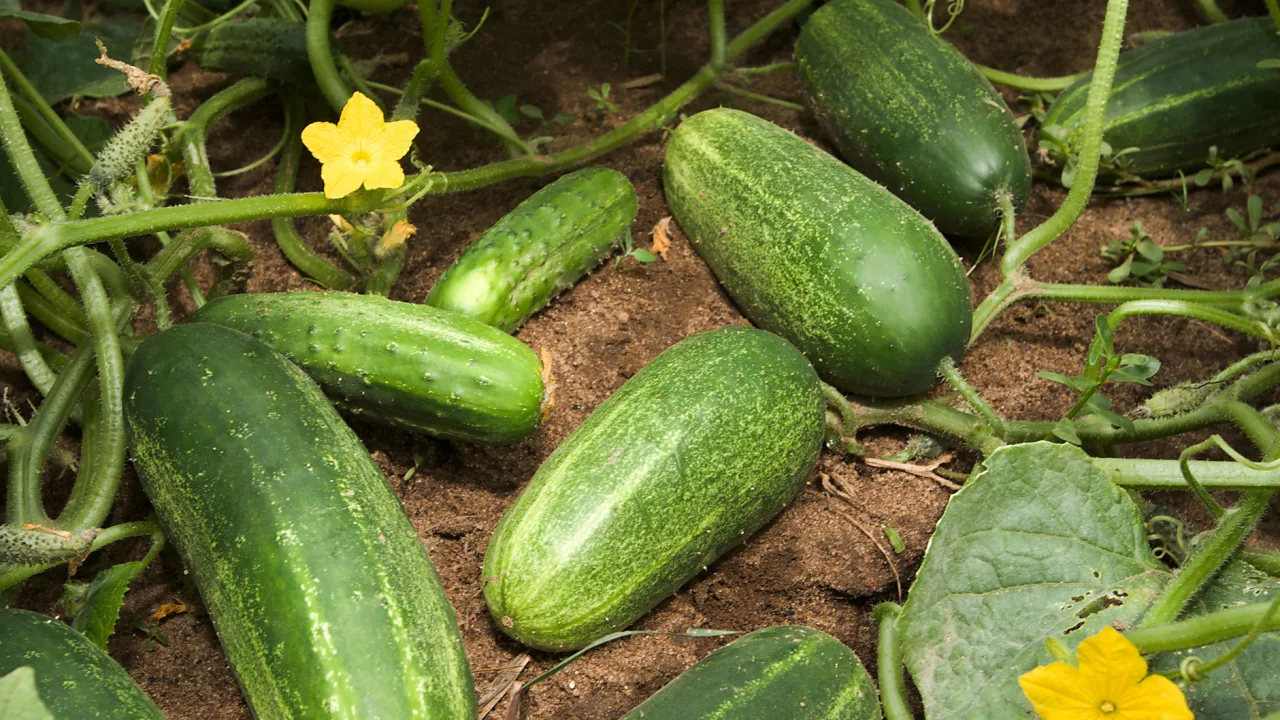 Gurkor med blomma och frukter på plantan