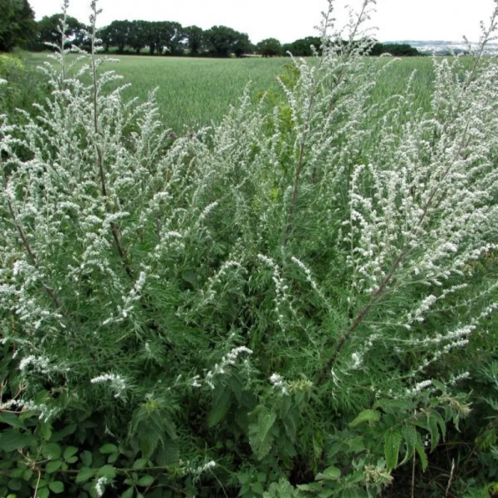 Gråbo Artemisia vulgaris