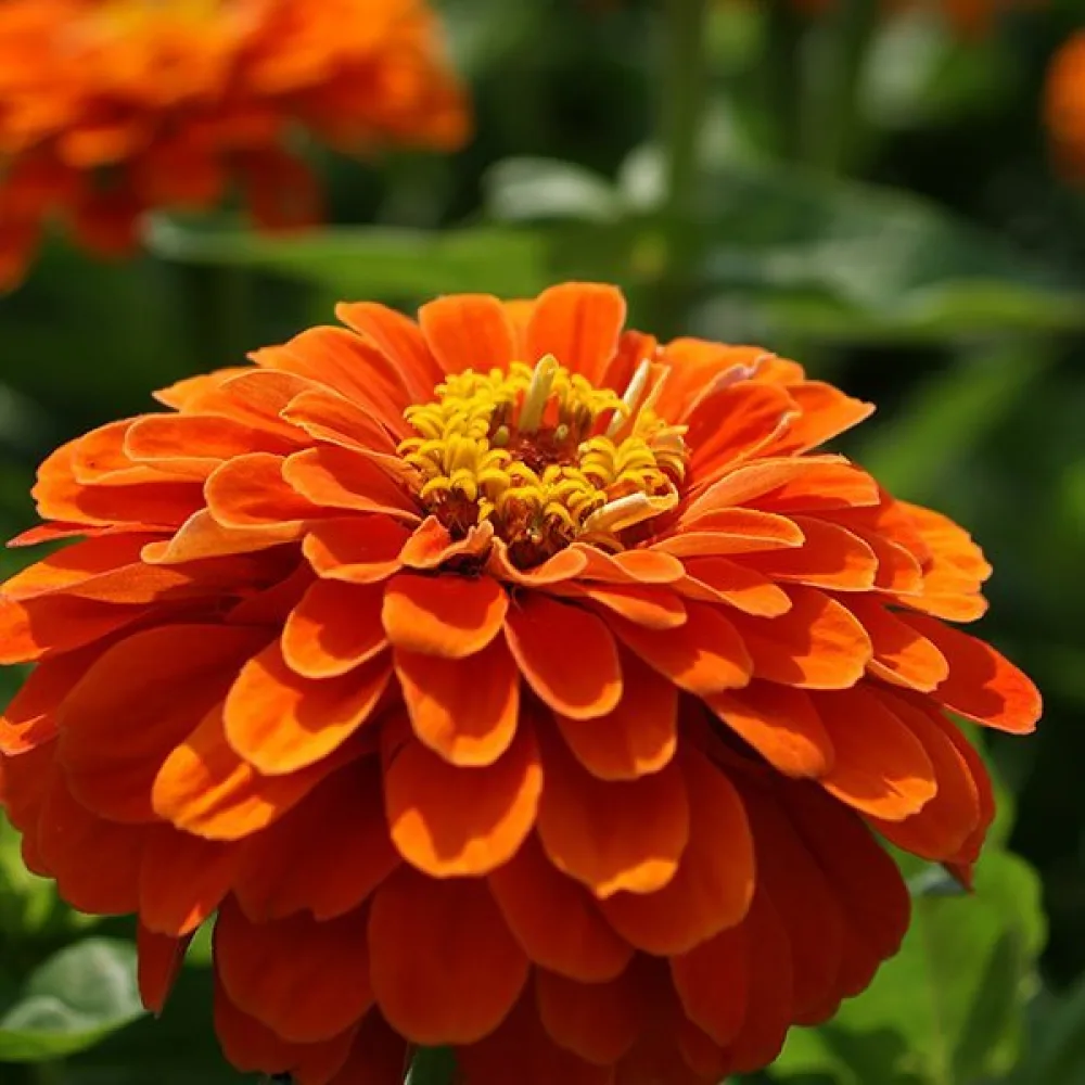 Zinnia 'Super Yoga Orange'