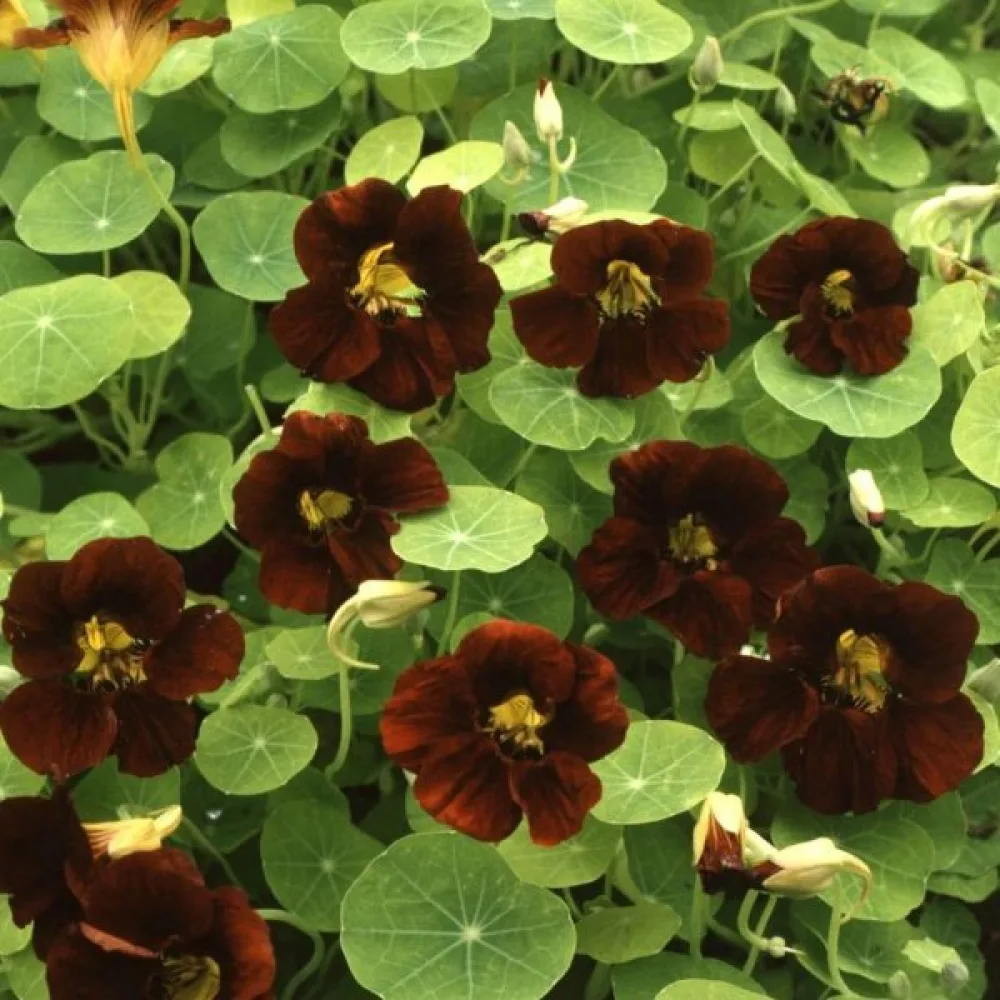 Krasse 'Black Velvet'