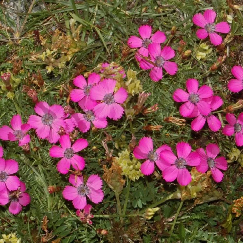 Nejlika Dianthus pavonius – lilaröd