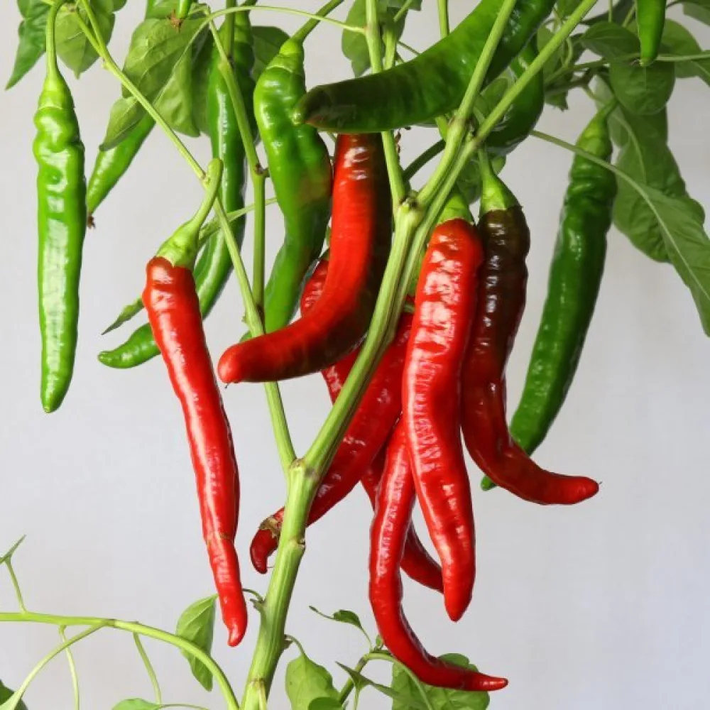 Paprika 'Sigaretta di Bergamo'