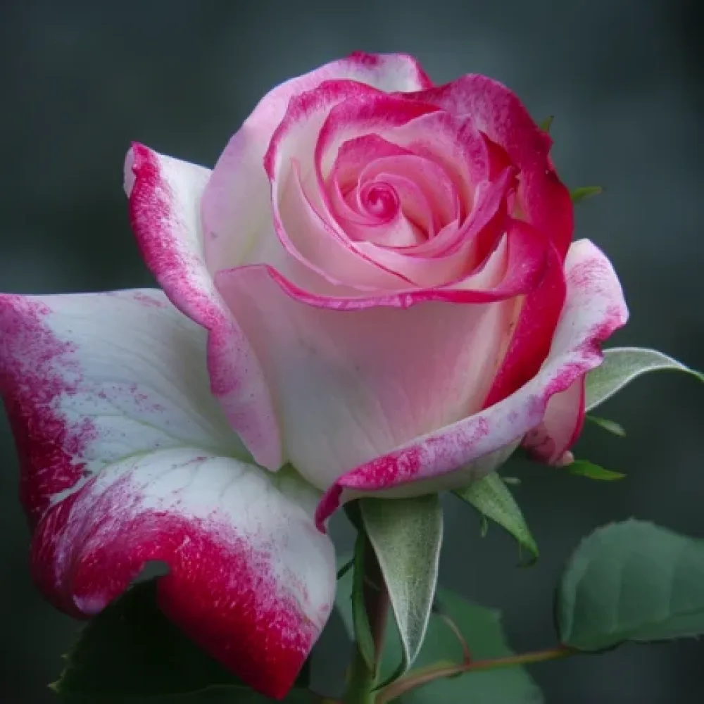 Ros 'Heavens Flower' – barrotad
