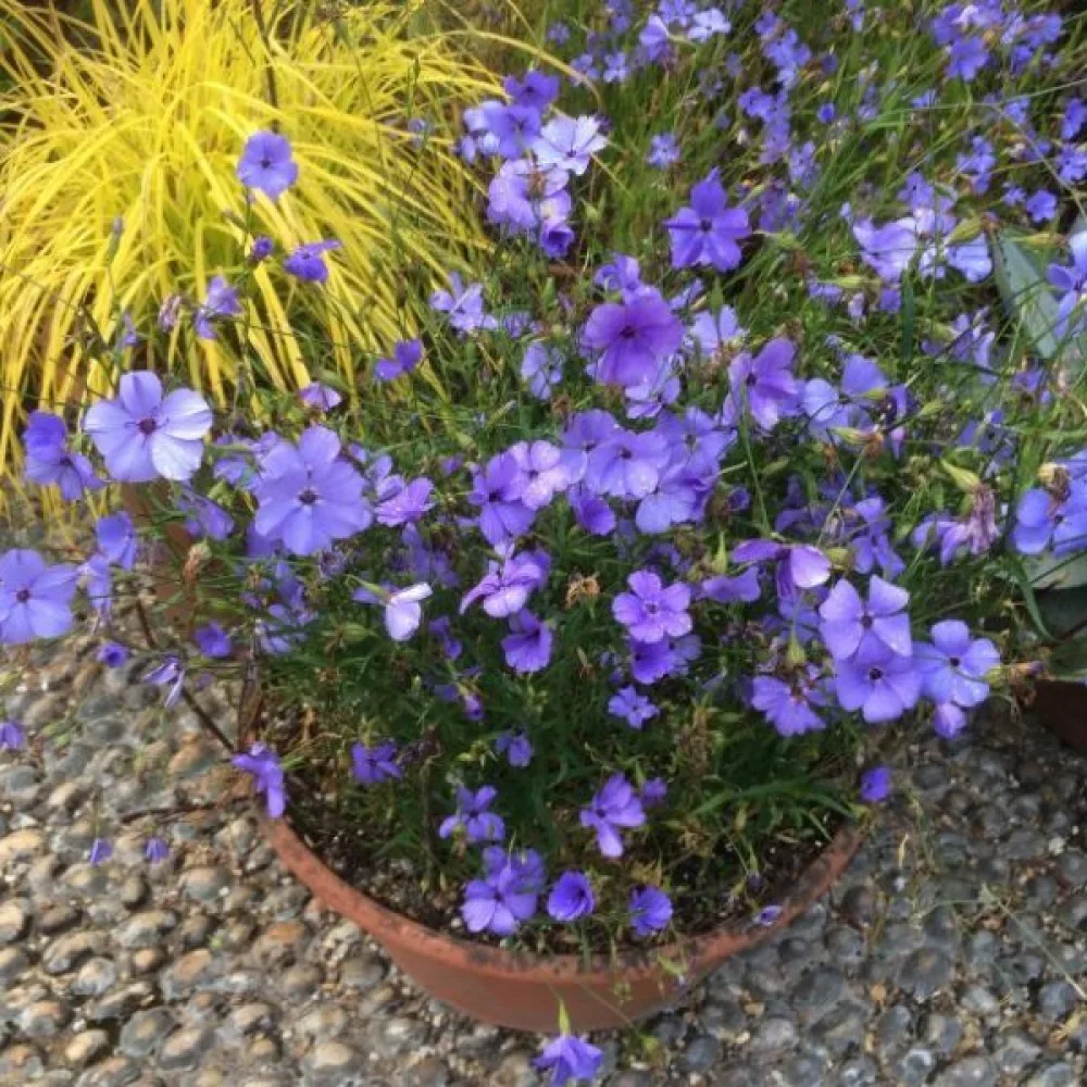 Viskaria 'Blue Pearl'