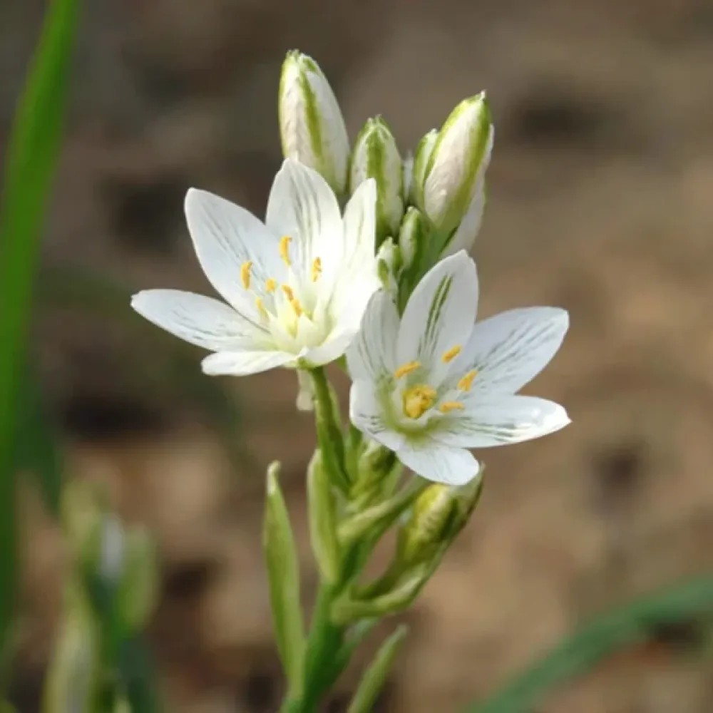 Stjärnlök 'Balansae'