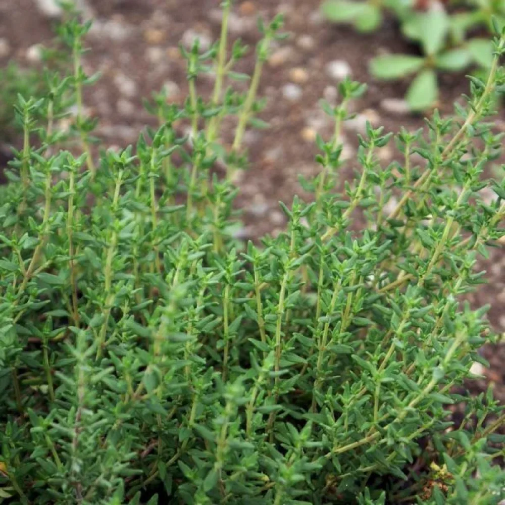 Timjan Thymus vulgaris
