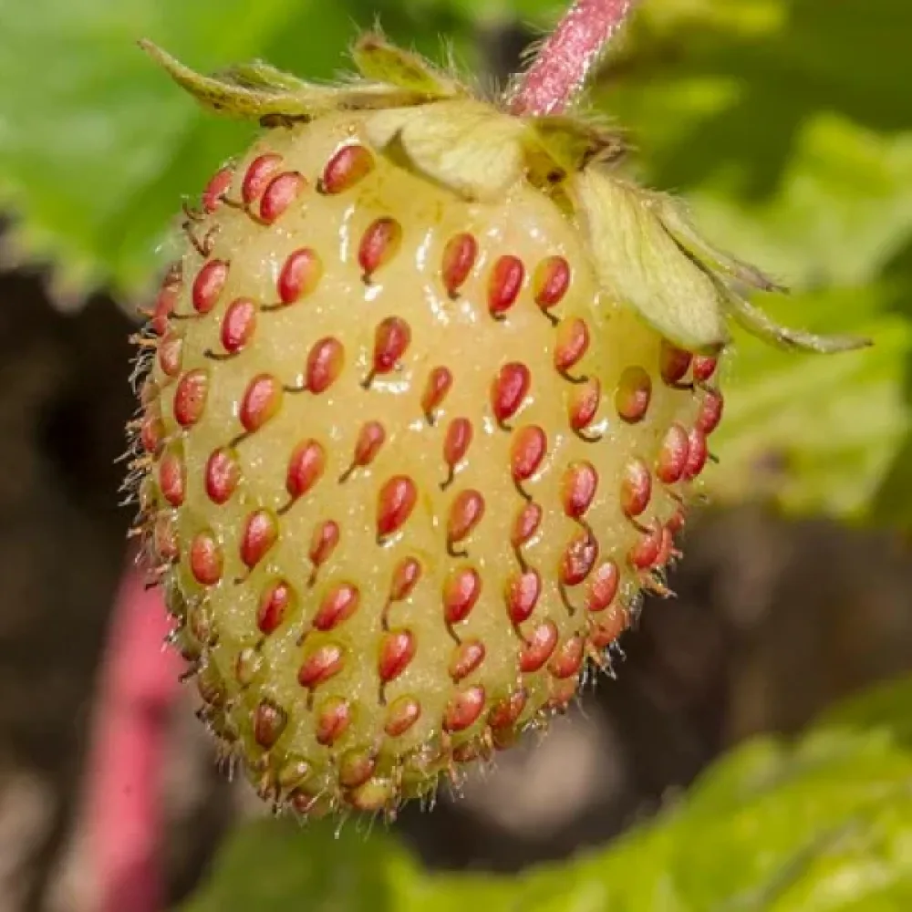 Smultron 'Yellow Wonder'