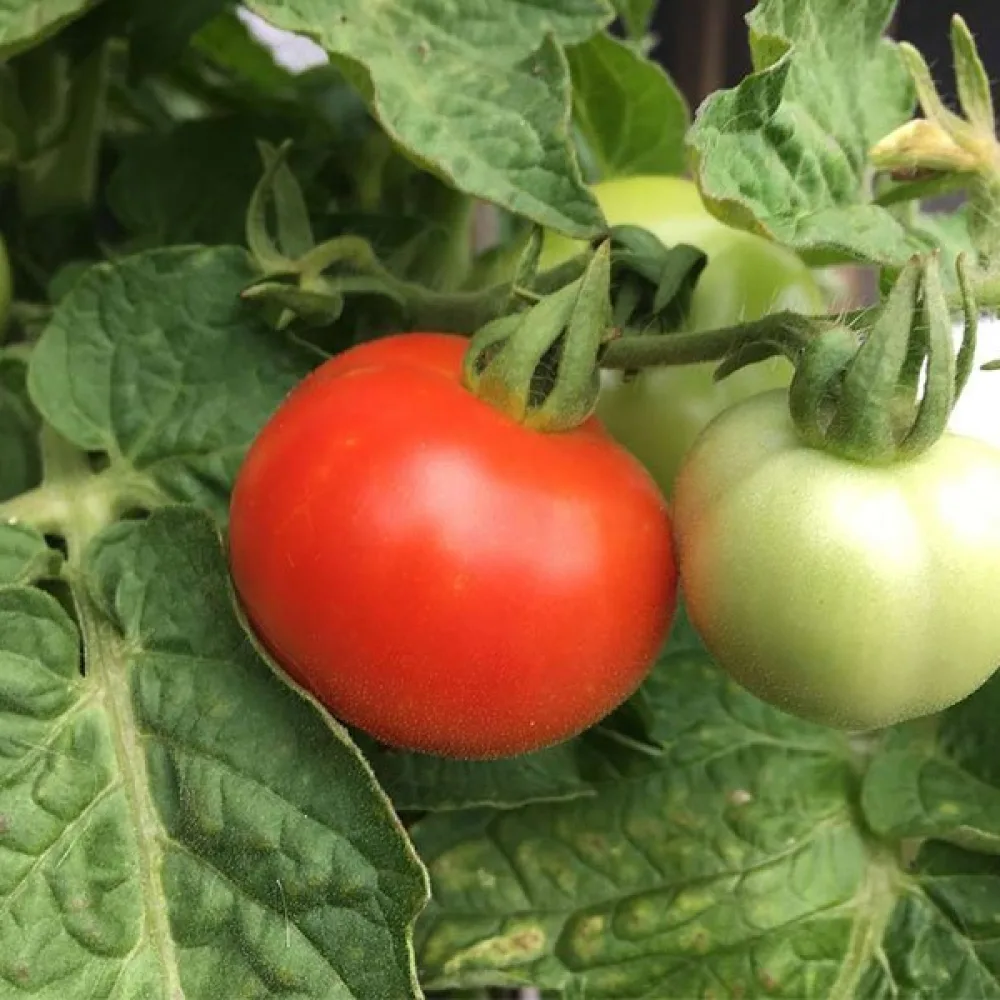 Tomat 'Rotkäppchen'