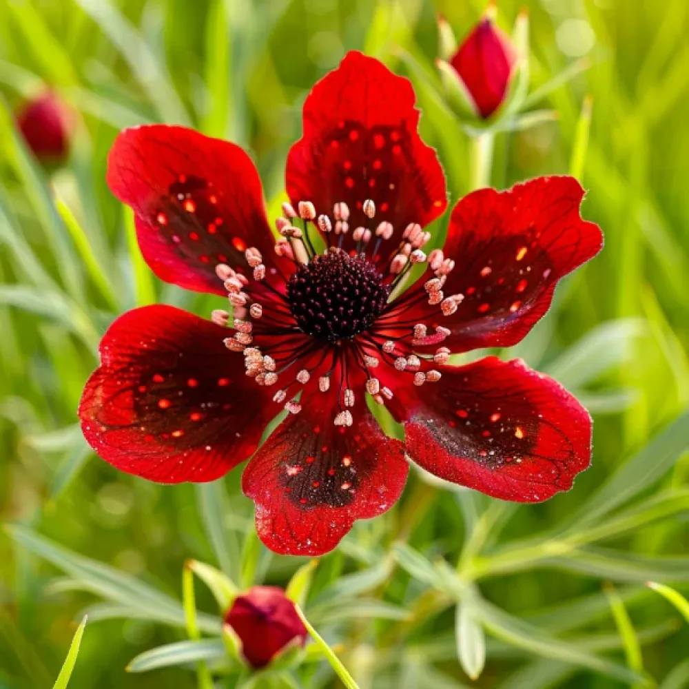 Sommaradonis Adonis aestivalis