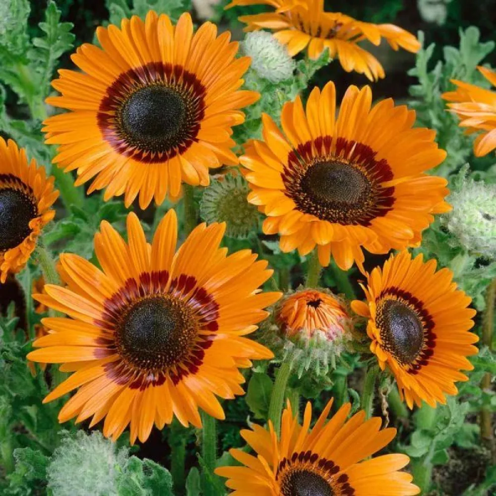 Venidium, orange
