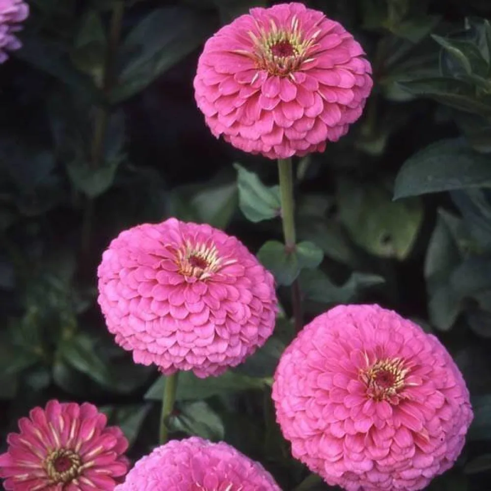 Zinnia 'Miss Willmott'