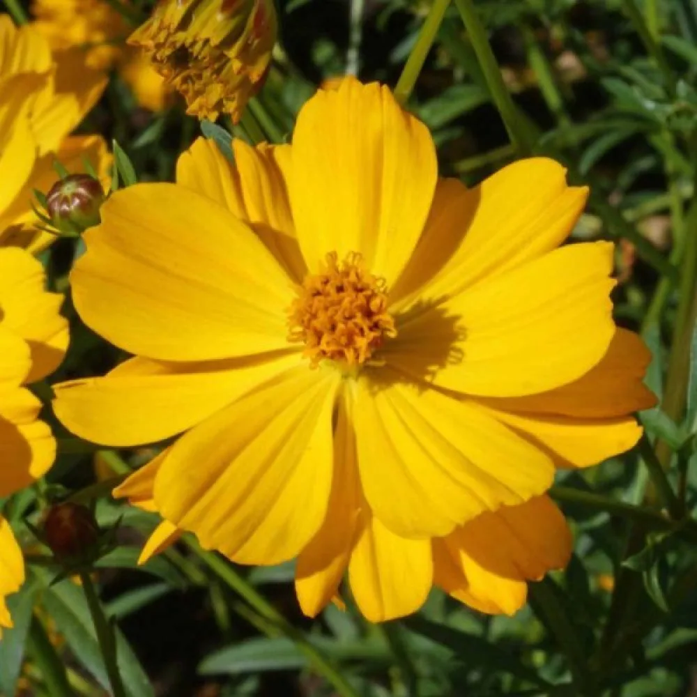 Gul rosenskära 'Goldencrest'