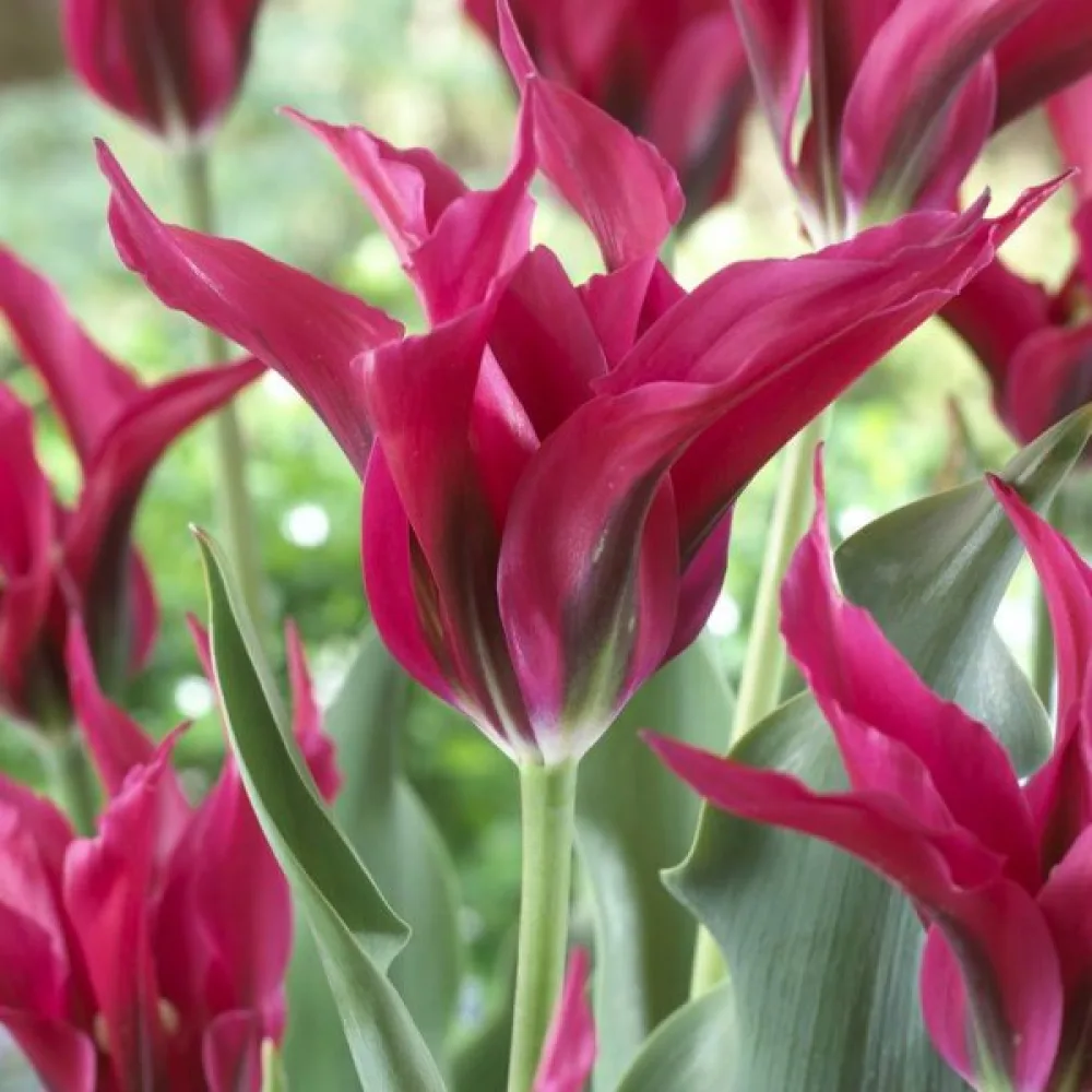 Tulpan 'Dolls minuet'