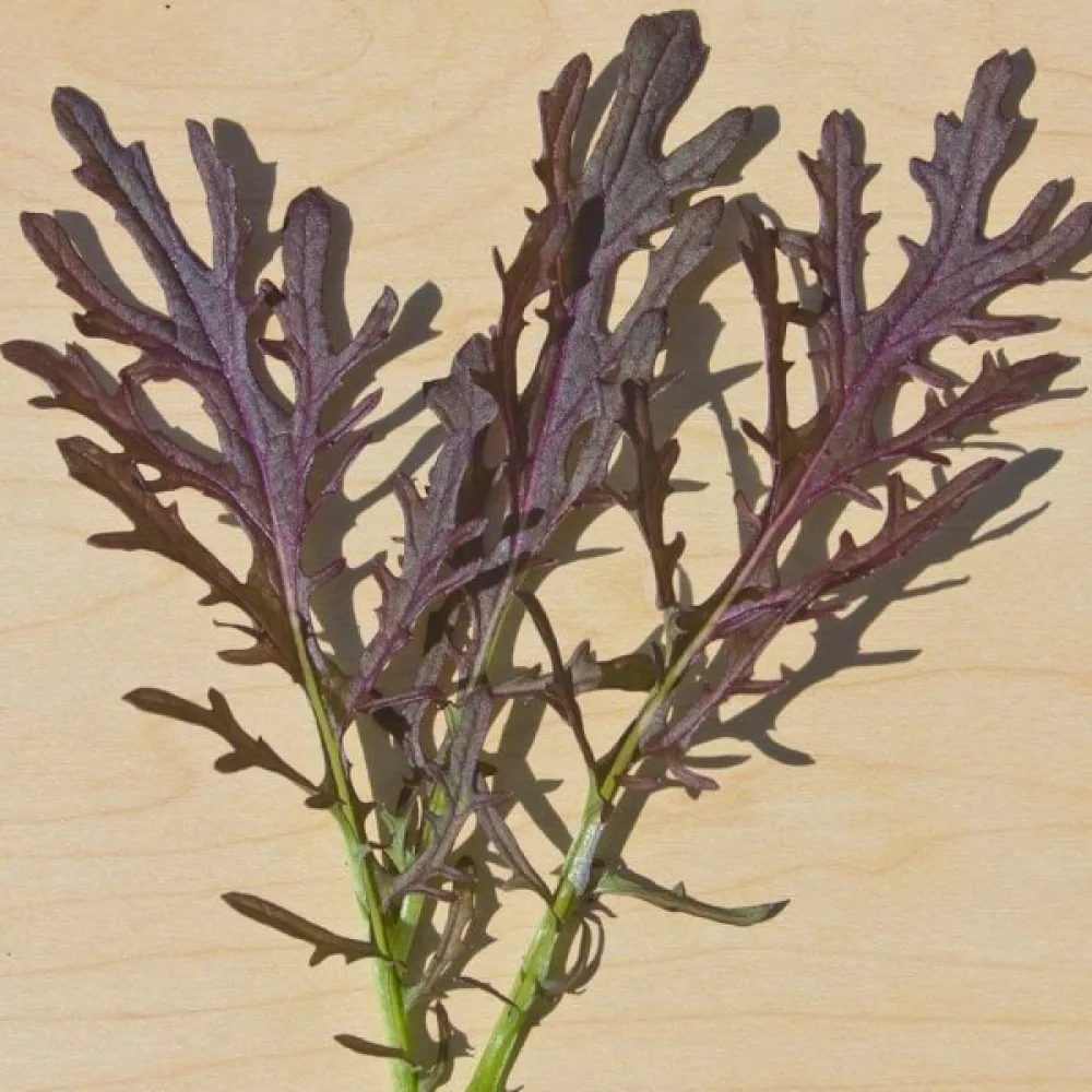 Mizuna 'Red Frills'