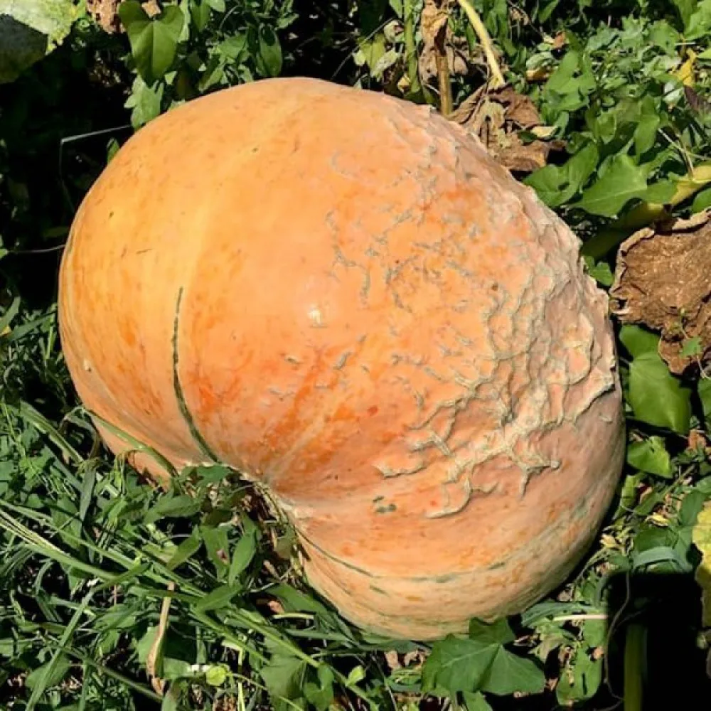 Pumpa 'Quintale'