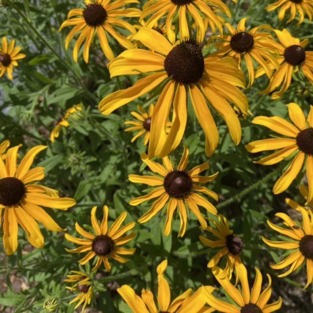 Sommarrudbeckia 'My Joy'