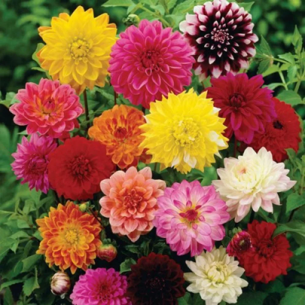 Hög dahlia 'Decorative Giants' – mix