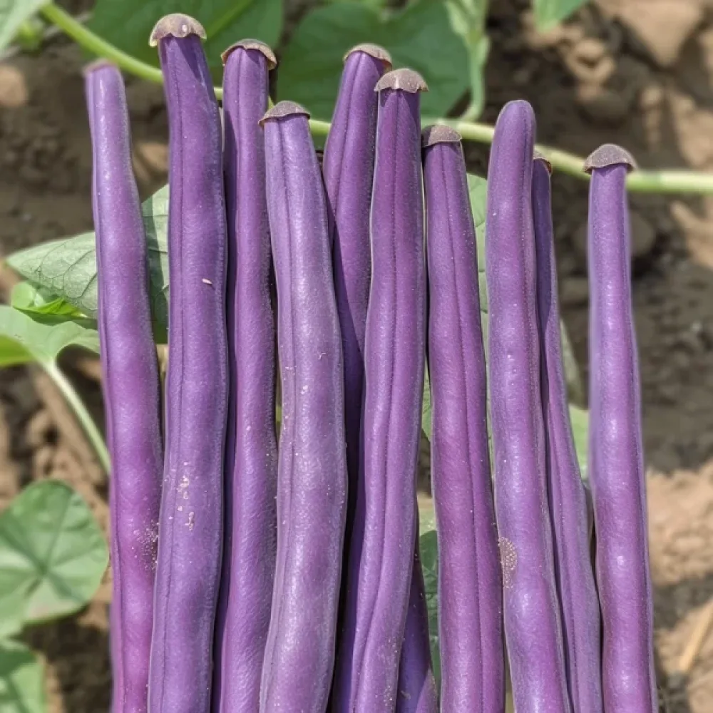 Trädgårdsböna 'Purple Teepee'