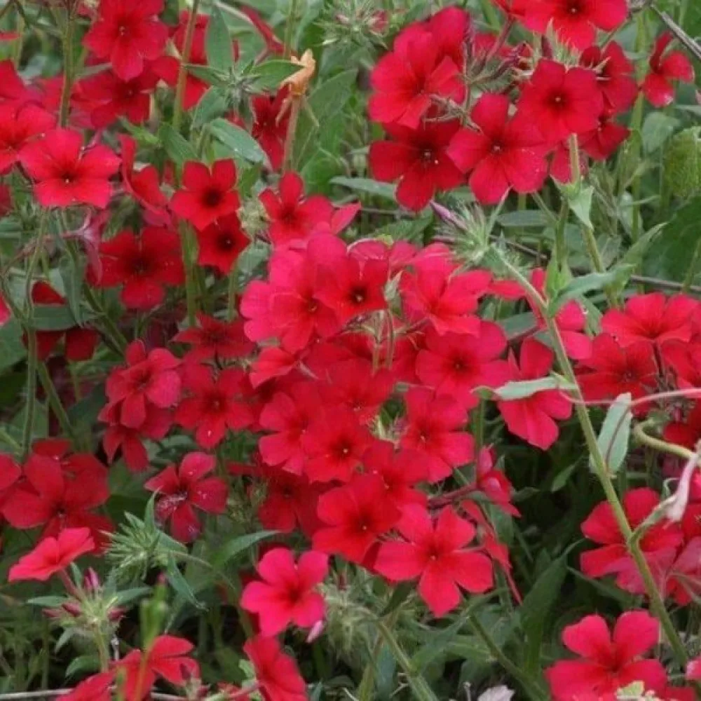 Sommarflox 'Beauty Scarlet'