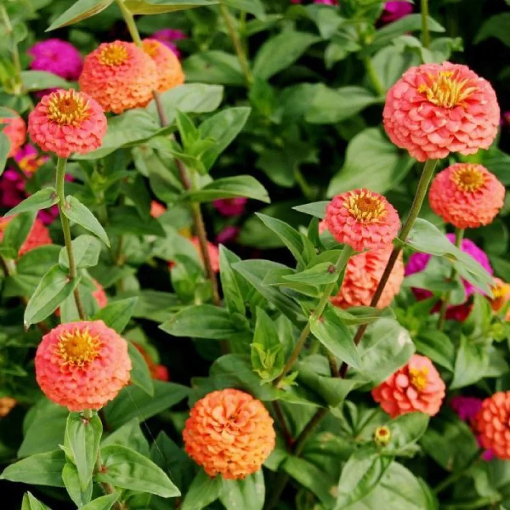 Zinnia 'Salmon Gem'