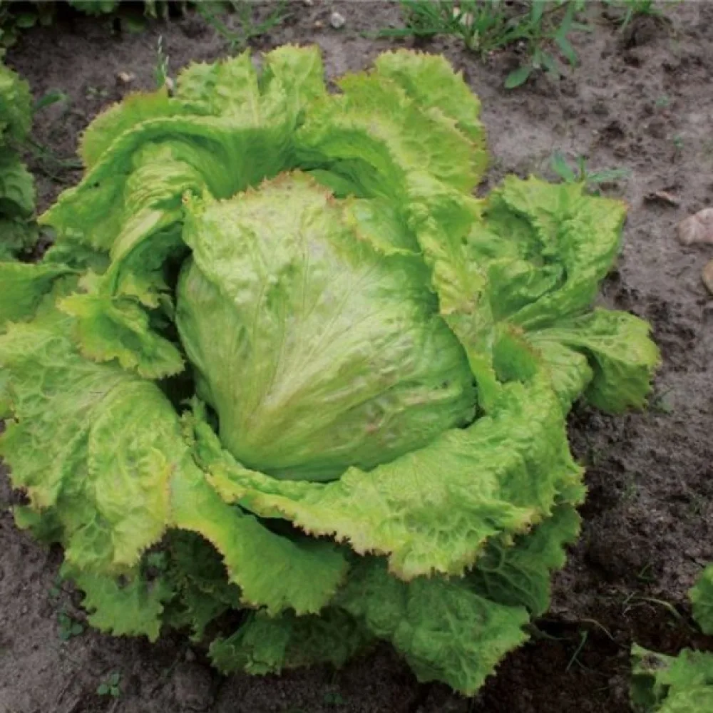 Isbergssallat 'Iceberg 2'