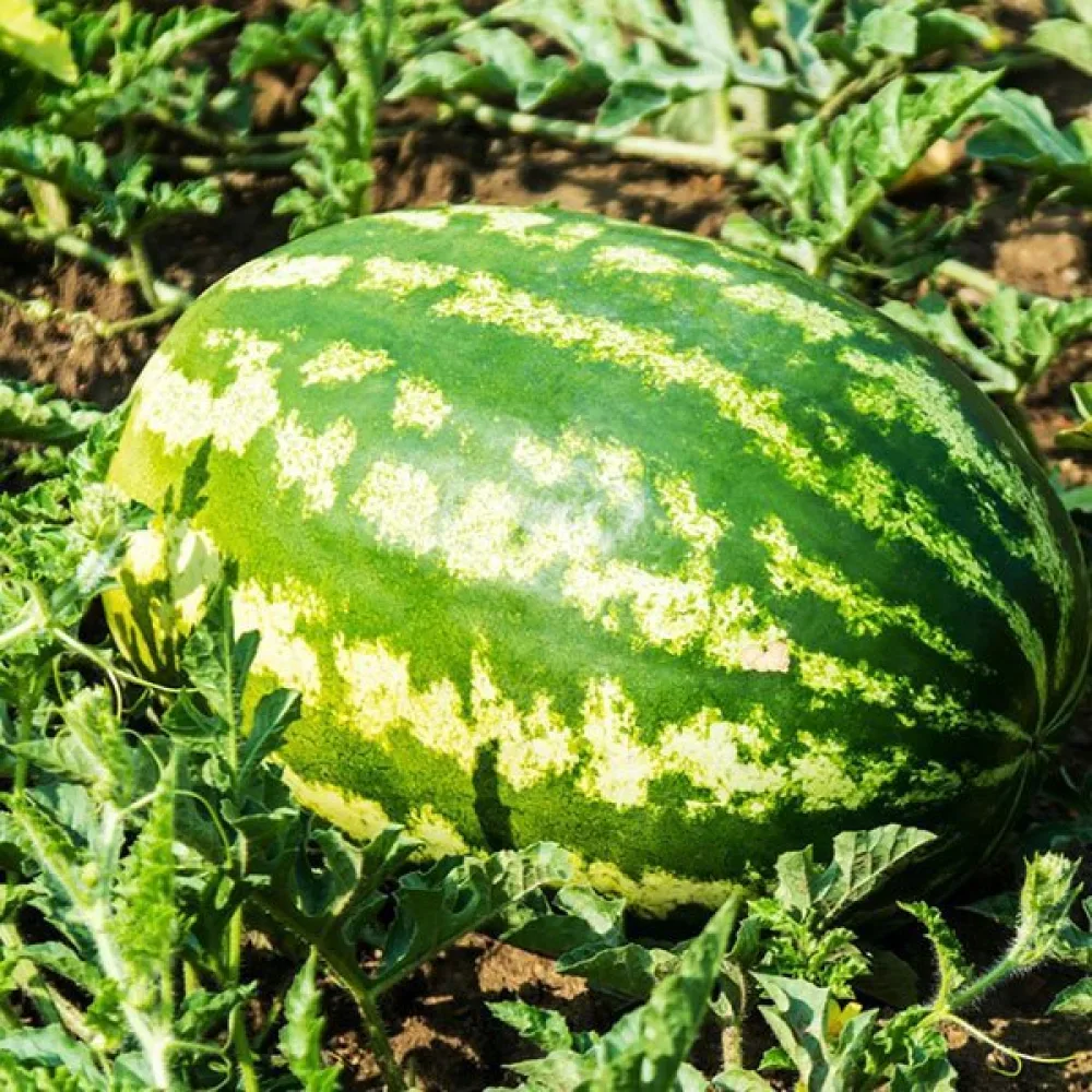 Vattenmelon – blandning av sorter