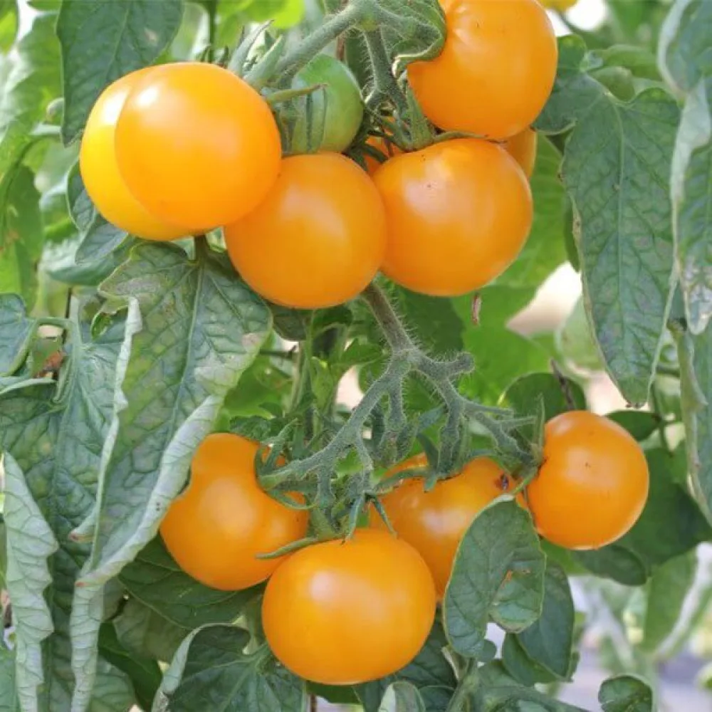 Tomat 'Goldene Königin'