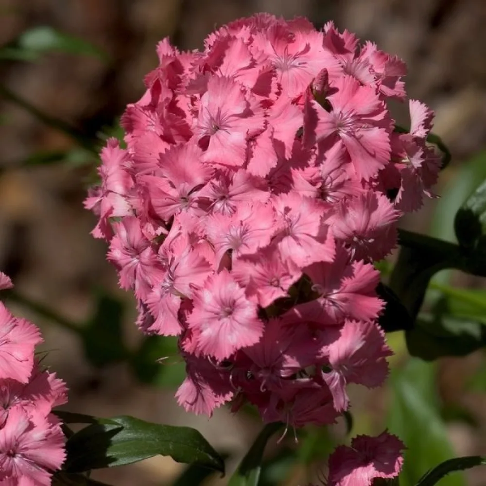 Borstnejlika 'Newport Pink' – rosa