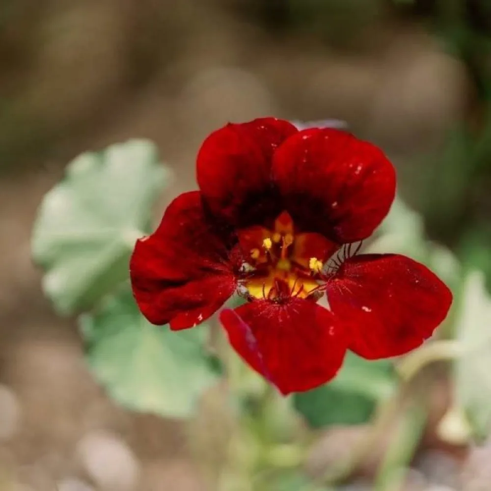 Krasse 'Tip-Top Scarlet'