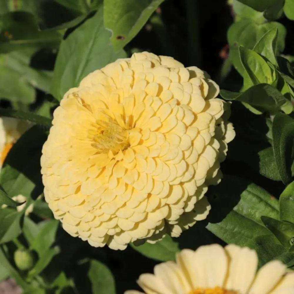 Zinnia 'Isabellina'