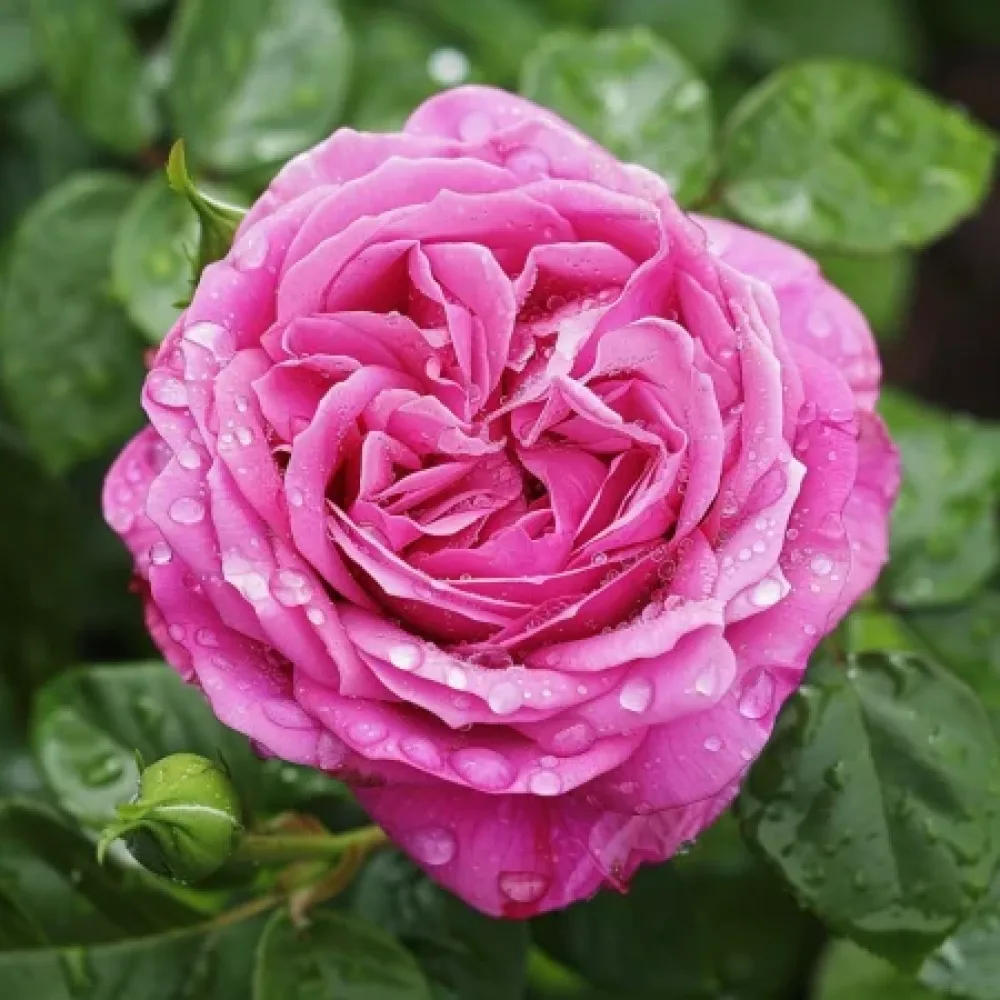 Ros 'Pink Heart' – barrotad