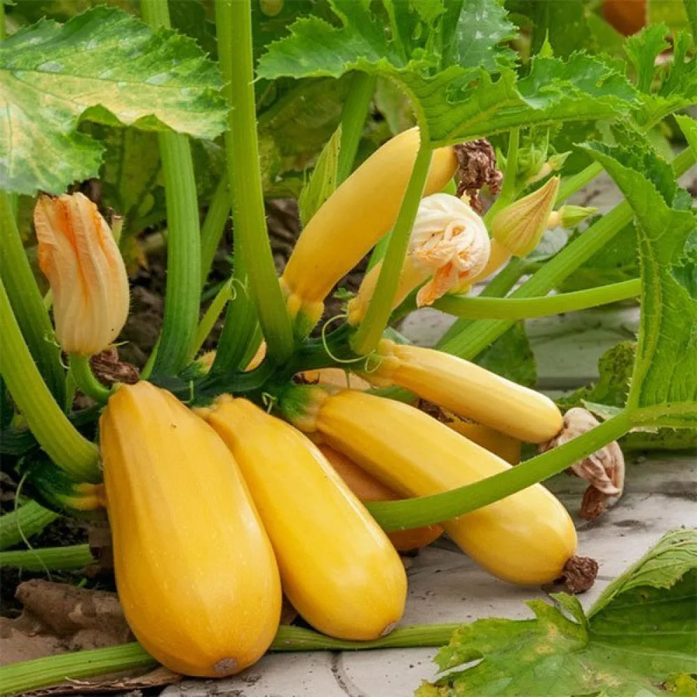 Zucchini 'Złoty Cepelin'